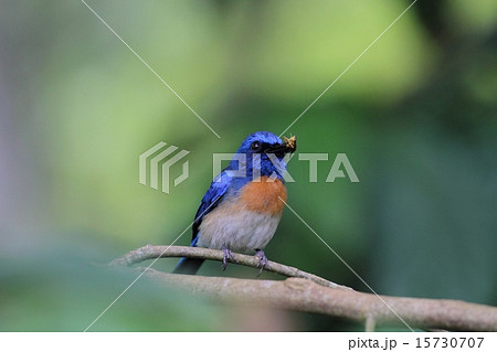 昆虫を捕食するMalaysian Blue Flycatcher♂ 昆虫を捕食するMalaysian Blue Flycatcher♂ 15730707