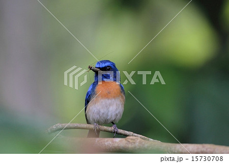 昆虫を捕食するMalaysian Blue Flycatcher♂ 15730708