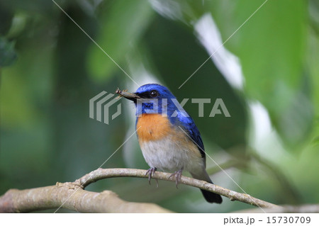 昆虫を捕食するMalaysian Blue Flycatcher♂ 15730709