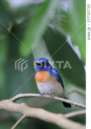 昆虫を捕食するMalaysian Blue Flycatcher♂ 15730710