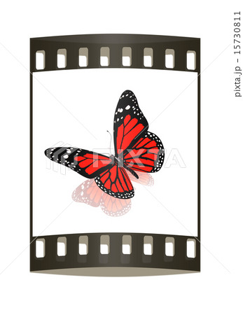 Butterfly. The film strip 15730811