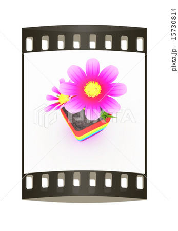 flower in the colorful pot. The film strip 15730814