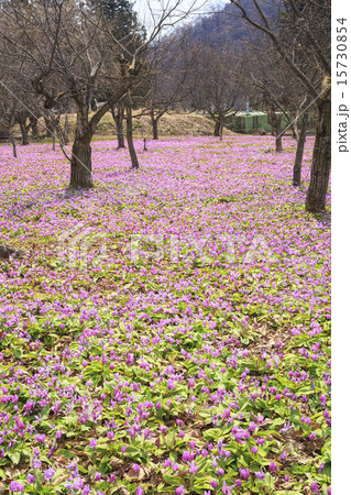 かたくり群生の郷 秋田県仙北市西木町 かたくり群生の郷 秋田県仙北市西木町 15730854
