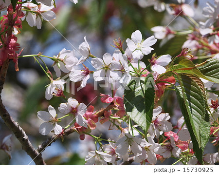 大島桜 15730925