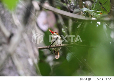 Banded Kingfisher （カザリショウビン）♀ 15731472