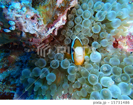 クマノミ隠れる クマノミ隠れる 15731486