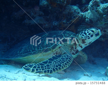 カメのひと休み カメのひと休み 15731488