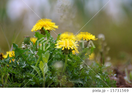 タンポポ 15731569