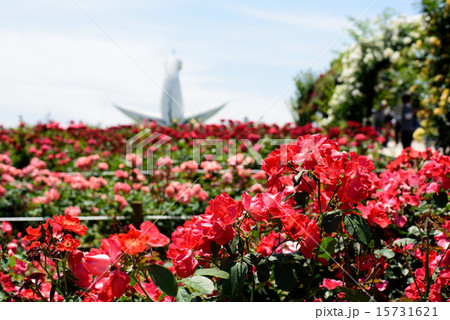 万博記念公園　バラ１６ 15731621
