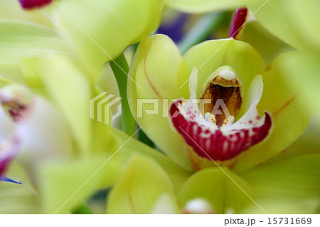 シンビジウム ラブリームービー ゴールドラッシュ シンビジウム ラブリームービー ゴールドラッシュ 15731669