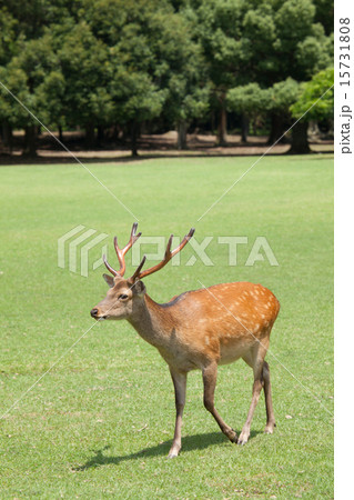 奈良飛火野の鹿 奈良飛火野の鹿 15731808