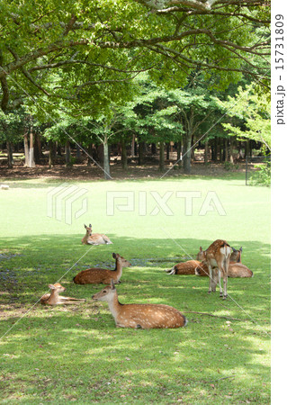 奈良公園の鹿 奈良公園の鹿 15731809