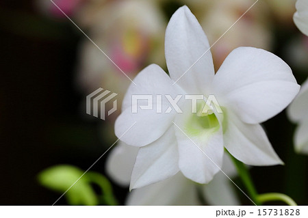 デンファレ　プラナホワイト 15731828