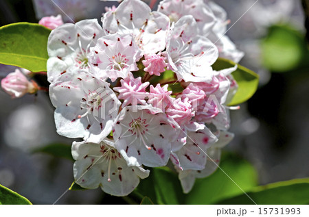 カルミア 15731993