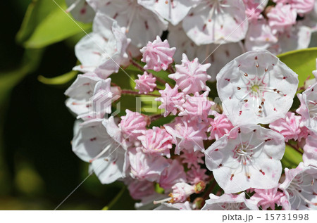 カルミア 15731998