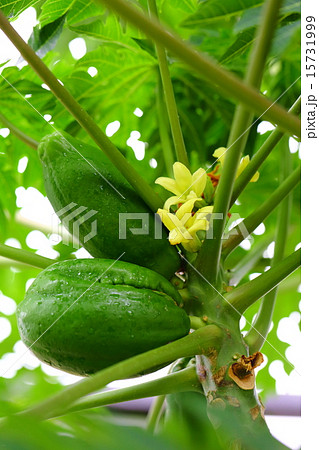 パパイアの花と果実 15731999