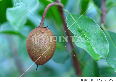 チューインガムノキの果実 チューインガムノキの果実 15732125