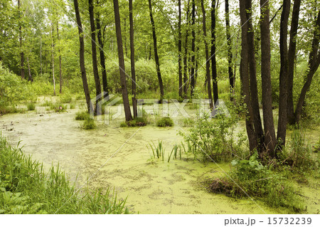 bog. summer   15732239