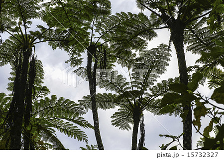 ヒカゲヘゴ ヒカゲヘゴ 15732327