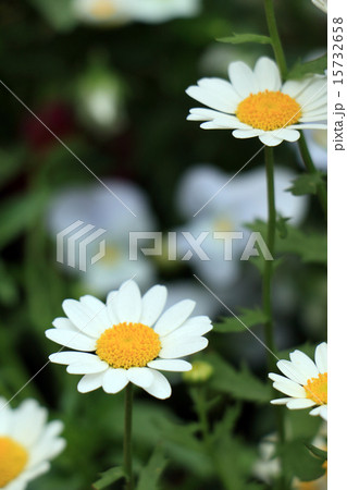 白い花 15732658