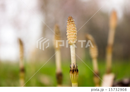 つくしん坊 つくしん坊 15732908