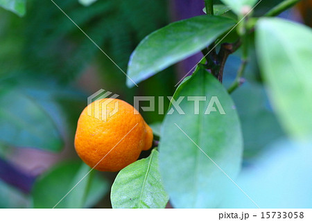シークヮーサーの果実 15733058