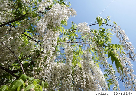 白藤 白藤 15733147