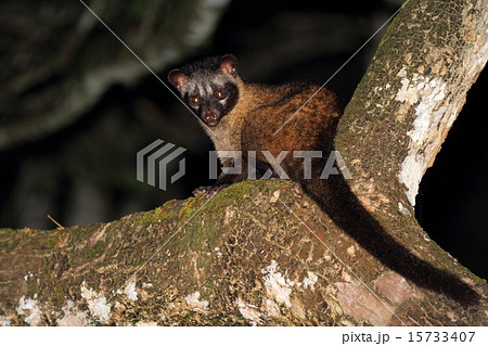 Common Palm Civet (パームシベット) Common Palm Civet (パームシベット) 15733407