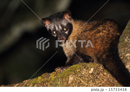 Common Palm Civet （パームシベット）の写真素材 [15733438] - PIXTA