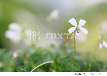 沖縄県・鹿児島県絶滅危惧植物　ヤクシマスミレ 15733456