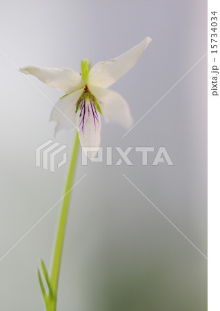 絶滅危惧植物 イシガキスミレ 絶滅危惧IB類(EN) 絶滅危惧植物 イシガキスミレ 絶滅危惧IB類(EN) 15734034