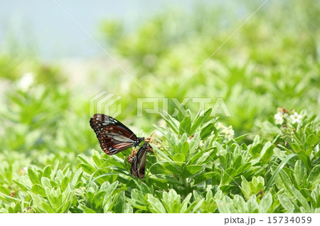 アサギマダラとスナビキソウ アサギマダラとスナビキソウ 15734059