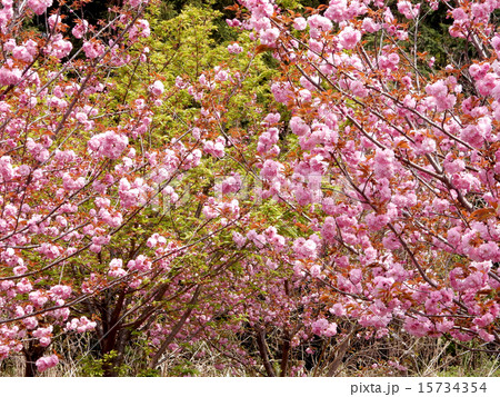八重桜 八重桜 15734354