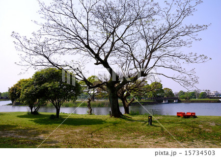 江津湖の風景 15734503