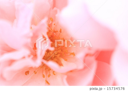 バラの花 15734576
