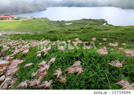 白馬大池とチングルマの実 15734698