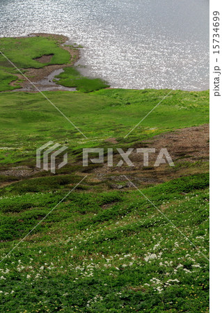 光る白馬大池の湖面と高山植物 15734699