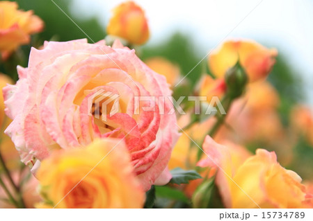 薔薇の咲く庭 15734789