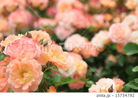 薔薇の咲く庭 15734792