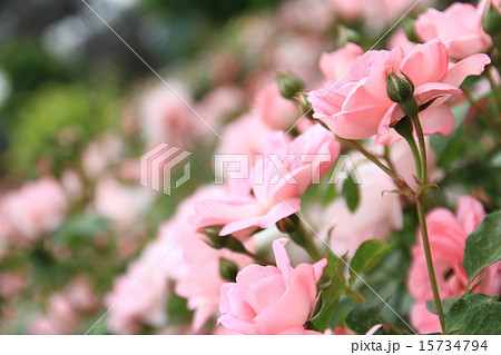 薔薇の咲く庭 薔薇の咲く庭 15734794