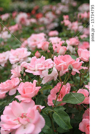 薔薇の咲く庭 15734795