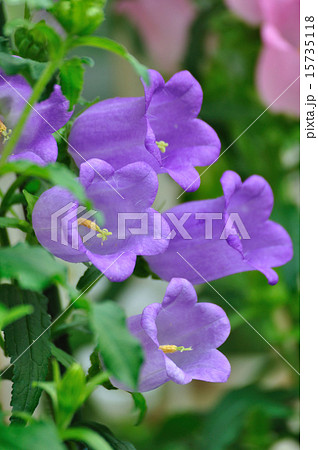 カンパニュラ メディウム フウリンソウ 紫の写真素材