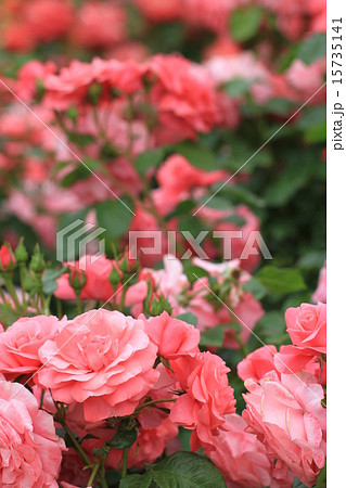 薔薇の咲く庭 薔薇の咲く庭 15735141