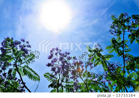 ジャカランダ 15735164