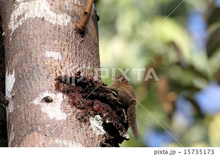 Plain Pigmy Squirrel(ボルネオコビトリス) Plain Pigmy Squirrel(ボルネオコビトリス) 15735173