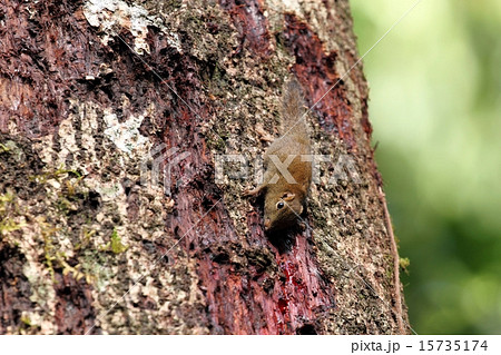 Plain Pigmy Squirrel（ボルネオコビトリス） 15735174