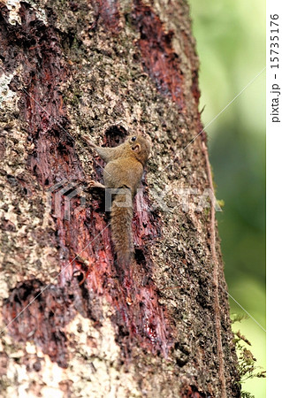 Plain Pigmy Squirrel（ボルネオコビトリス） 15735176