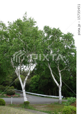 白樺の木 15735451