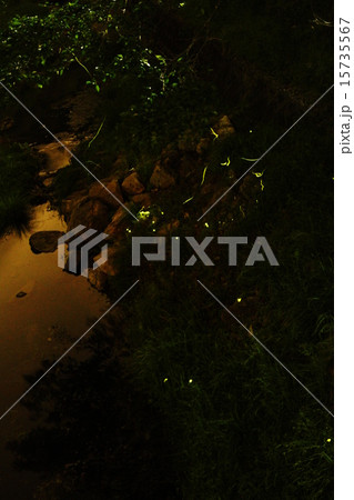 多可町のホタル02 15735567