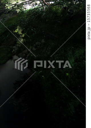 多可町のホタル03 多可町のホタル03 15735568